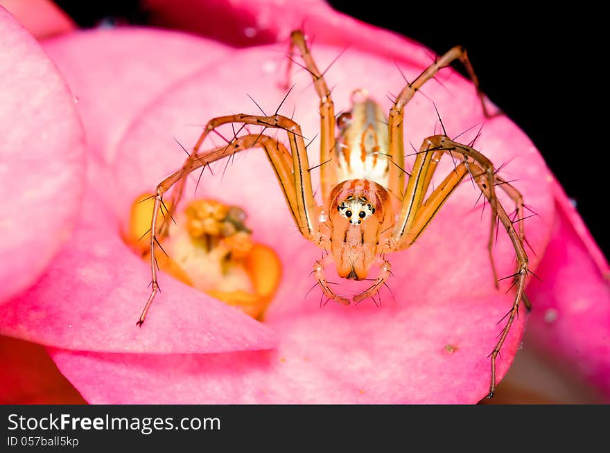 Lynx Spider on pink