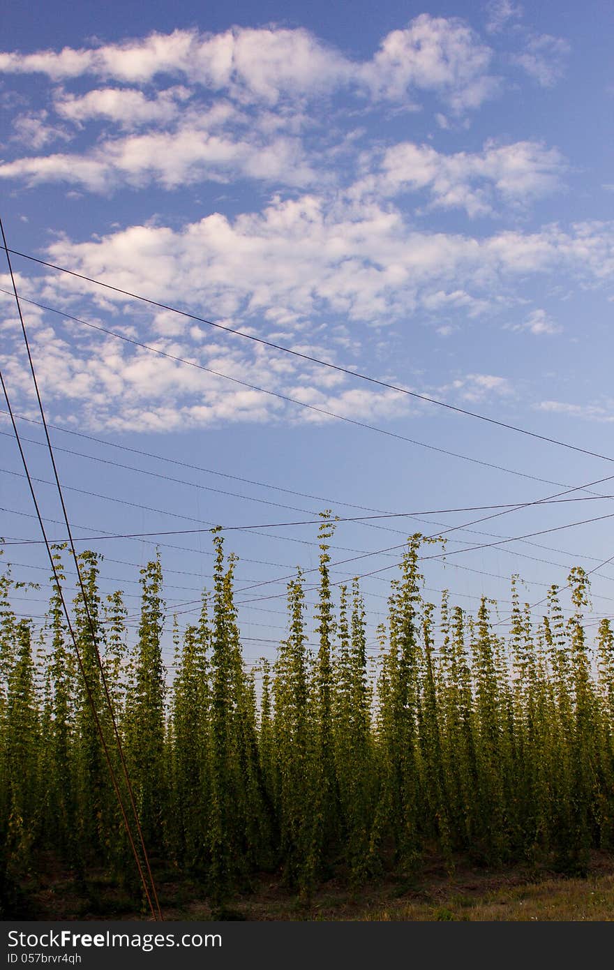 Tall hops plantation at sunset