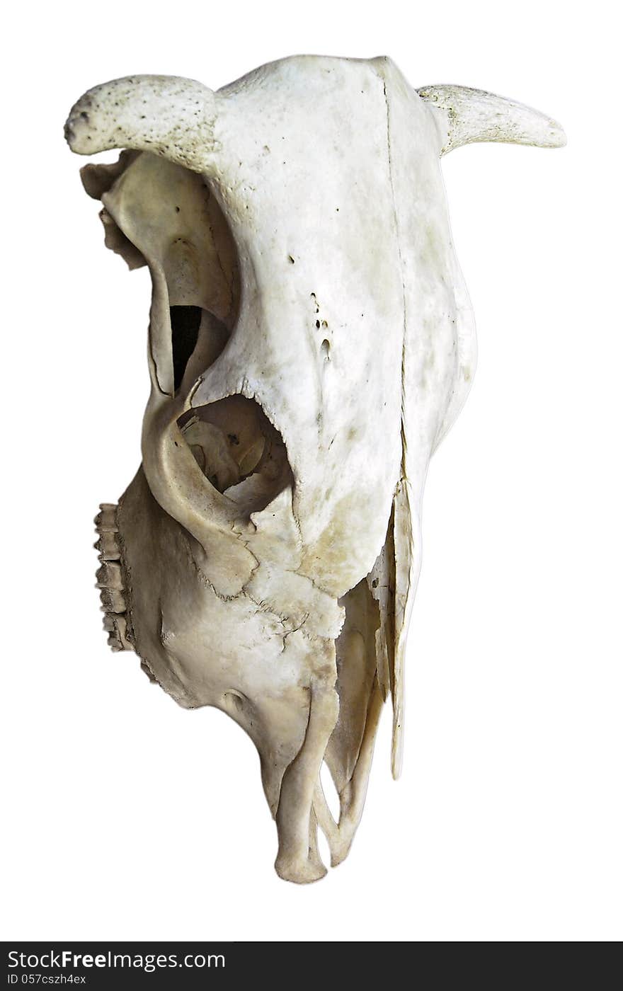 Cow Skull