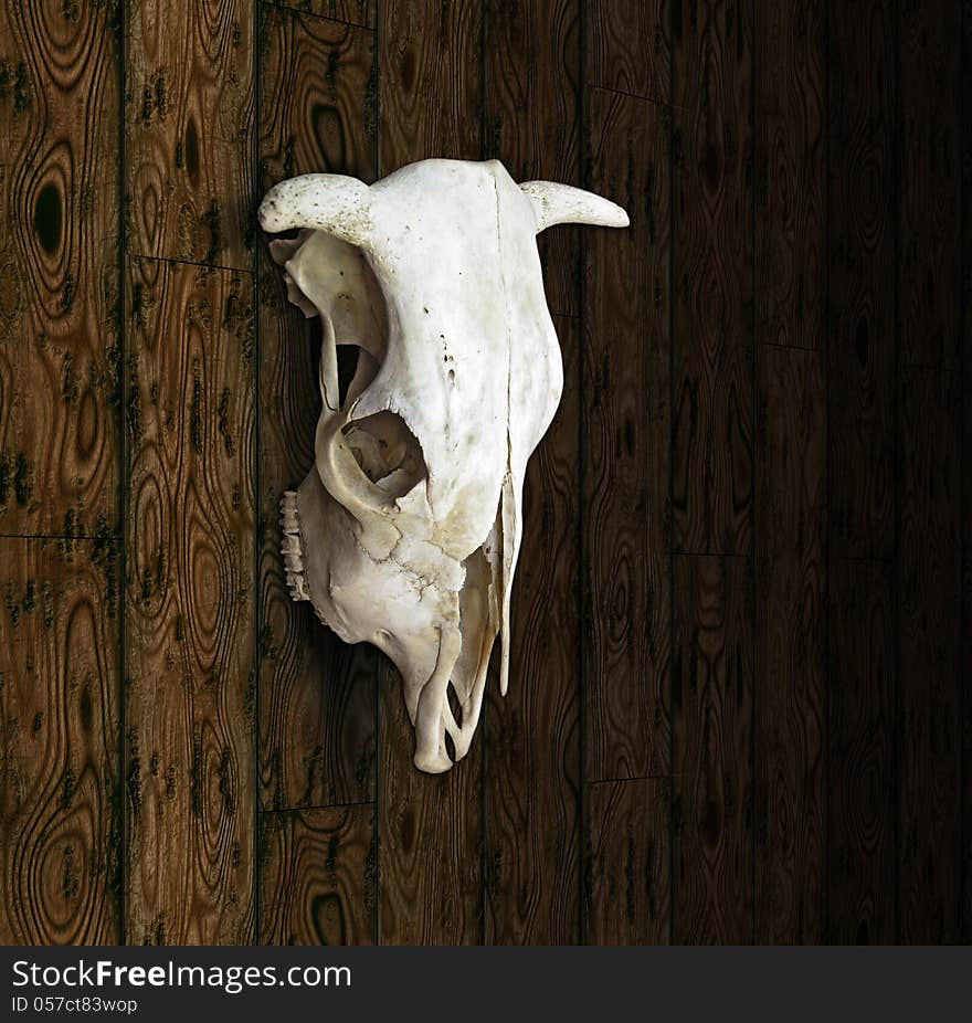 Cow Skull