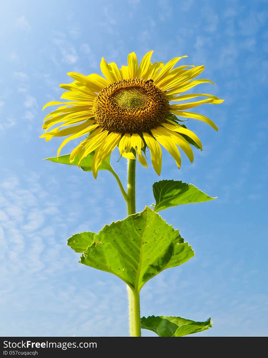 Yellow sunflower