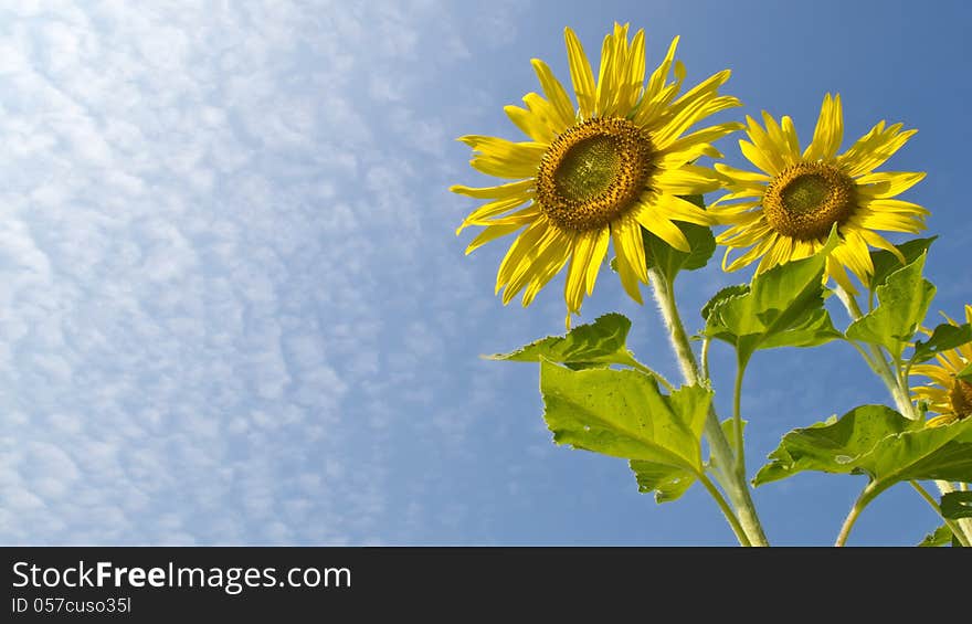 Yellow sunflower