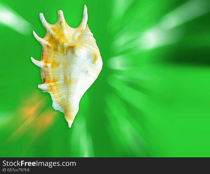 Sea shell conch on colorful abstract background