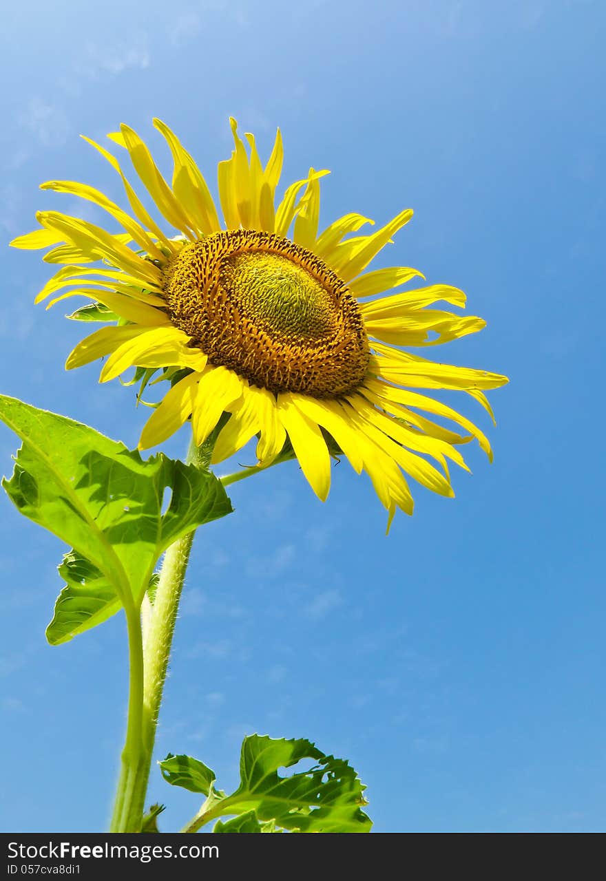 Yellow sunflower