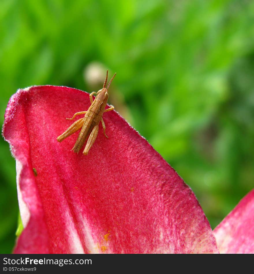 Young grey grasshopper sitting on red tulip flower. Young grey grasshopper sitting on red tulip flower