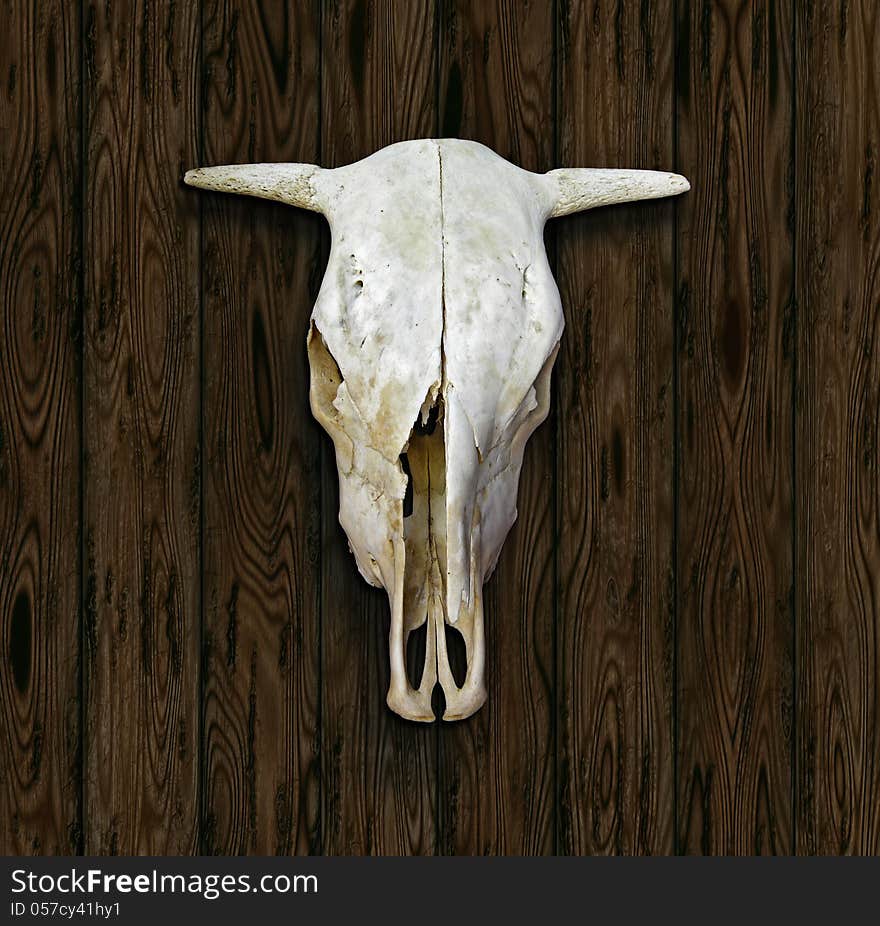 Cow Skull