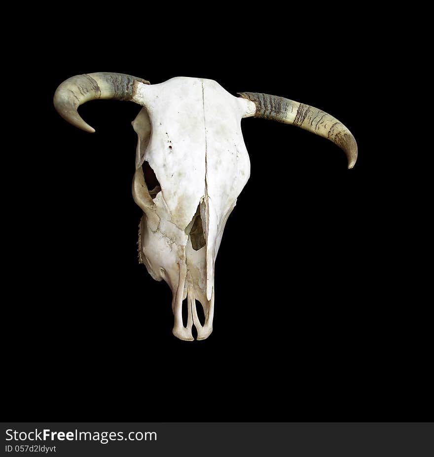 Cow Skull