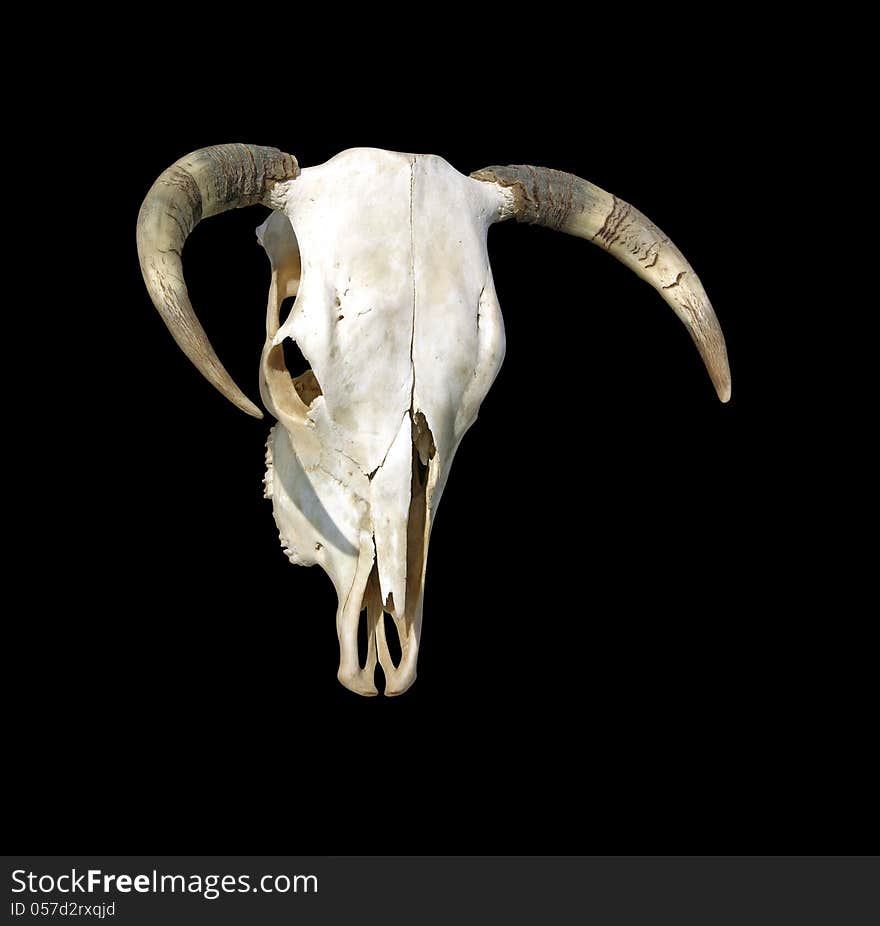 Cow Skull