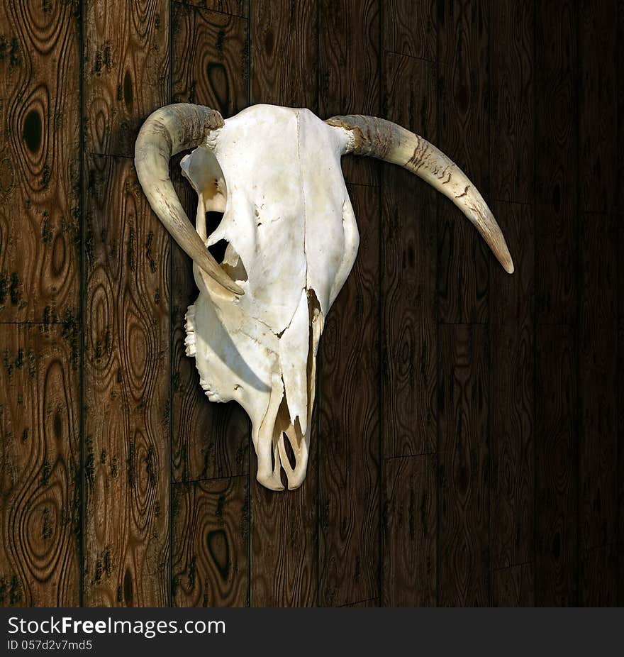 Cow Skull