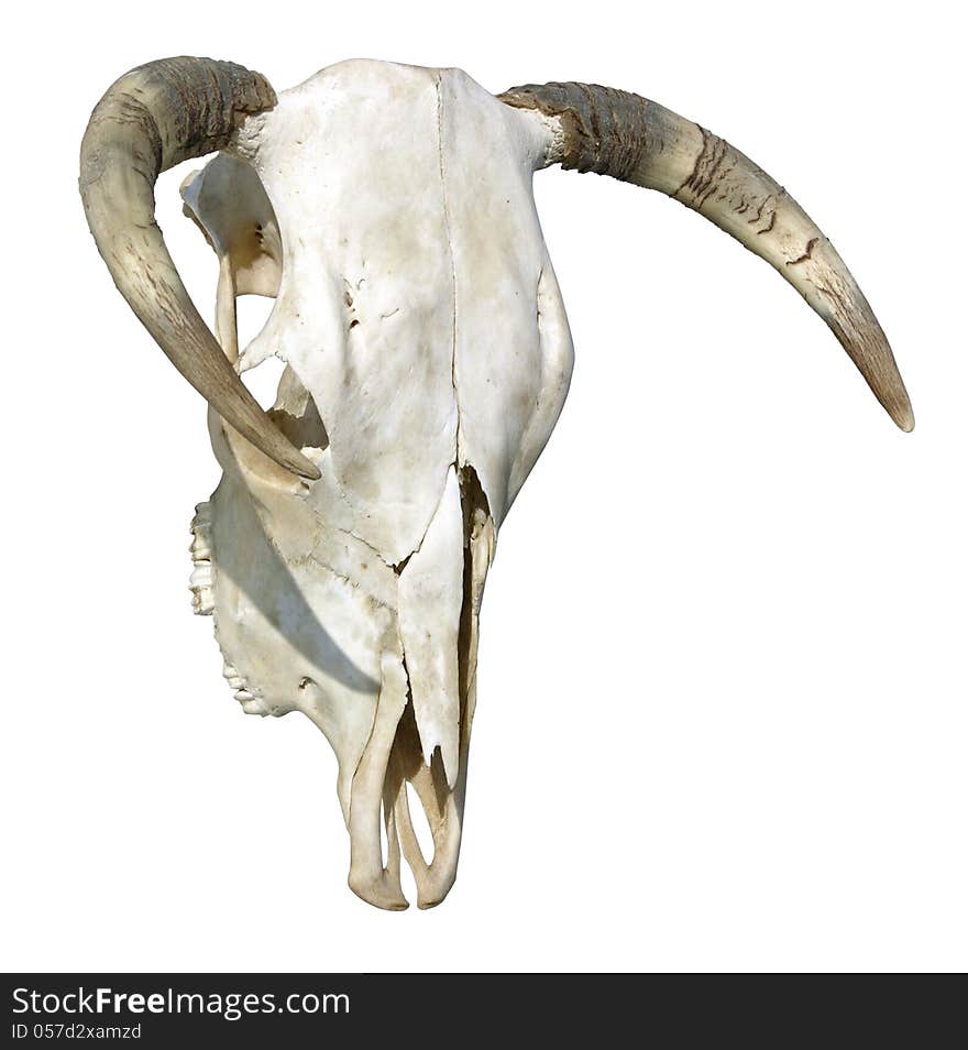 Cow Skull