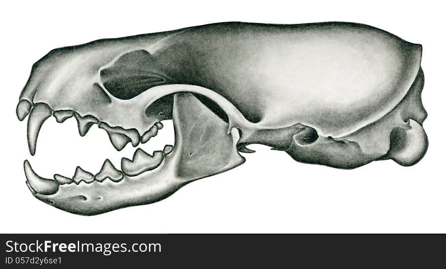 Mink Skull