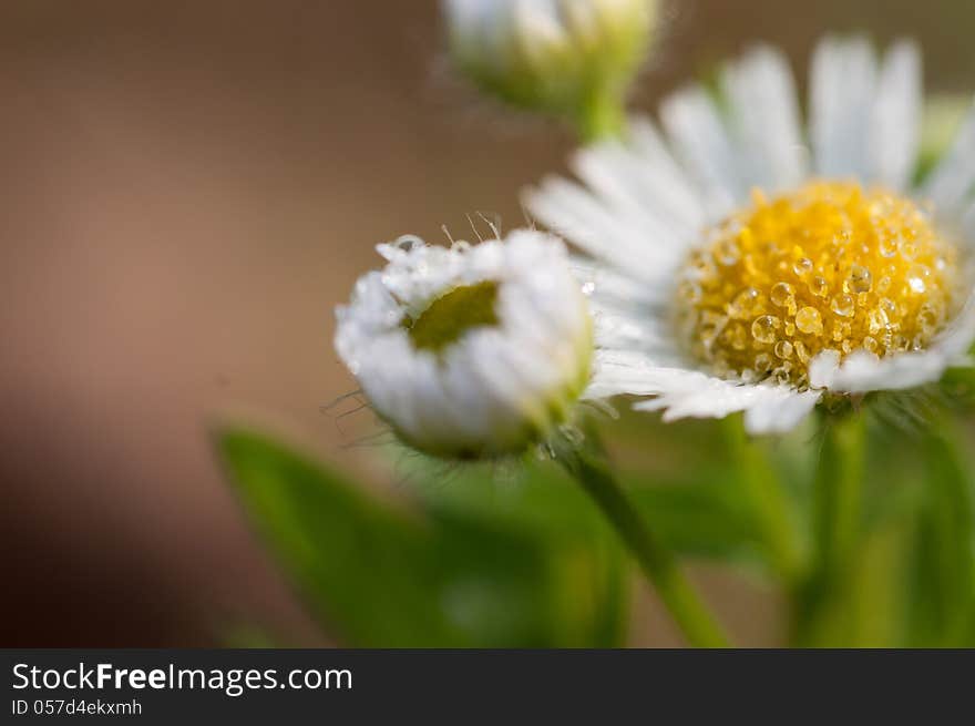 Flowers and water drops