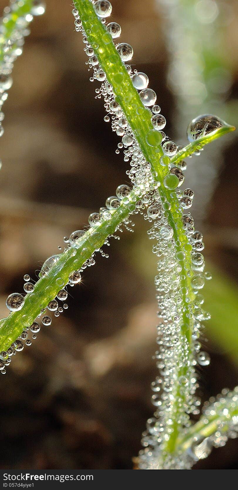 Grass And Water Drops