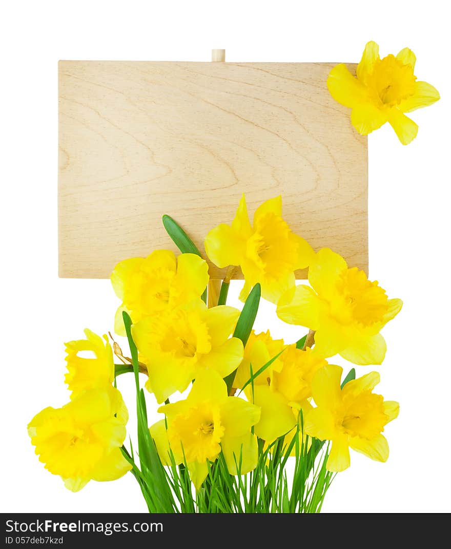 Beautiful Narcissus ( Daffodil ) and Empty Sign for message / wooden panel / isolated on white. Beautiful Narcissus ( Daffodil ) and Empty Sign for message / wooden panel / isolated on white