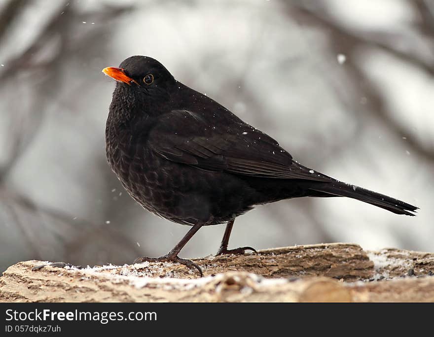 Beautiful blackbird