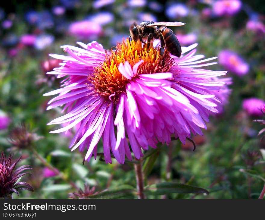 The bee sitting on the  aster and collecting the nectar. The bee sitting on the  aster and collecting the nectar