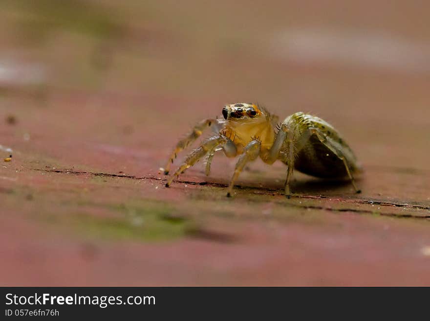 Small (1/4 inch) jumping spider with yellow head and green body on picnic table. Small (1/4 inch) jumping spider with yellow head and green body on picnic table