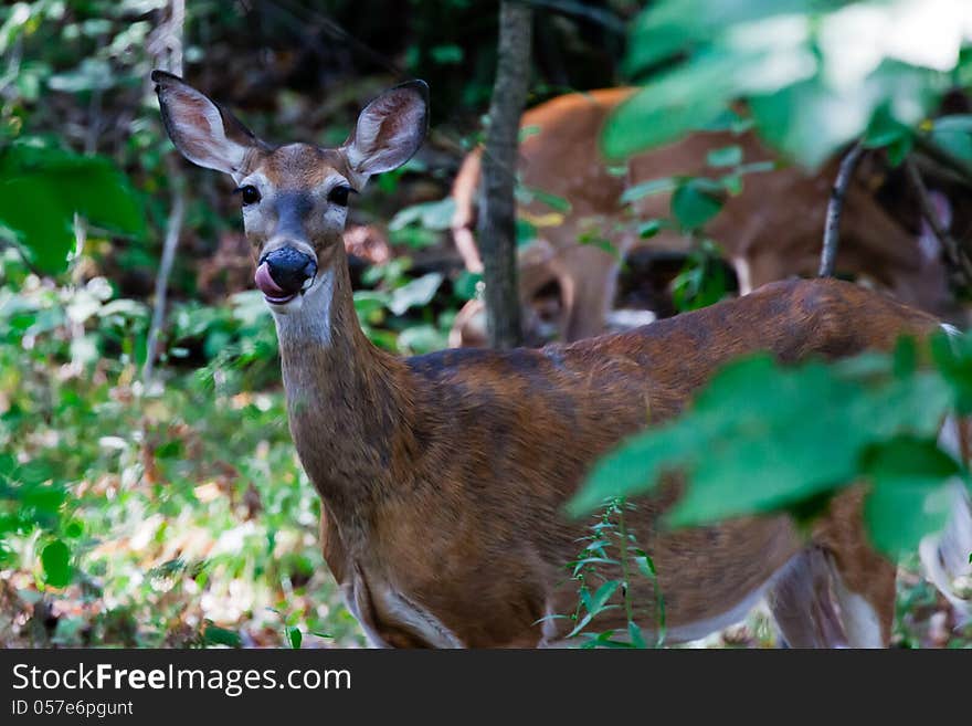 Deer licking nose in woods in Virginia