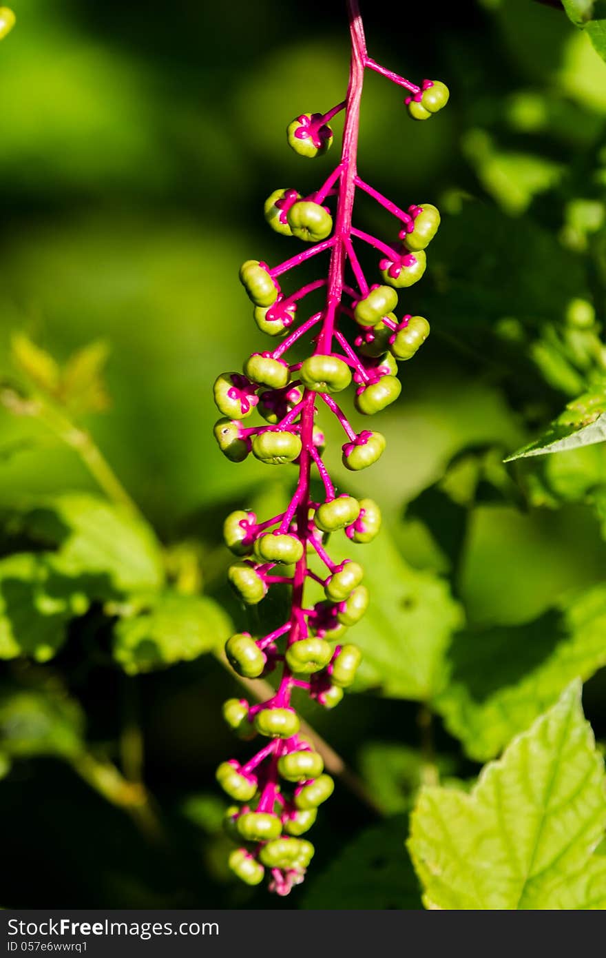 Pink stem and greens buds on the Virginia Poke or Phytolacca Americana. Pink stem and greens buds on the Virginia Poke or Phytolacca Americana