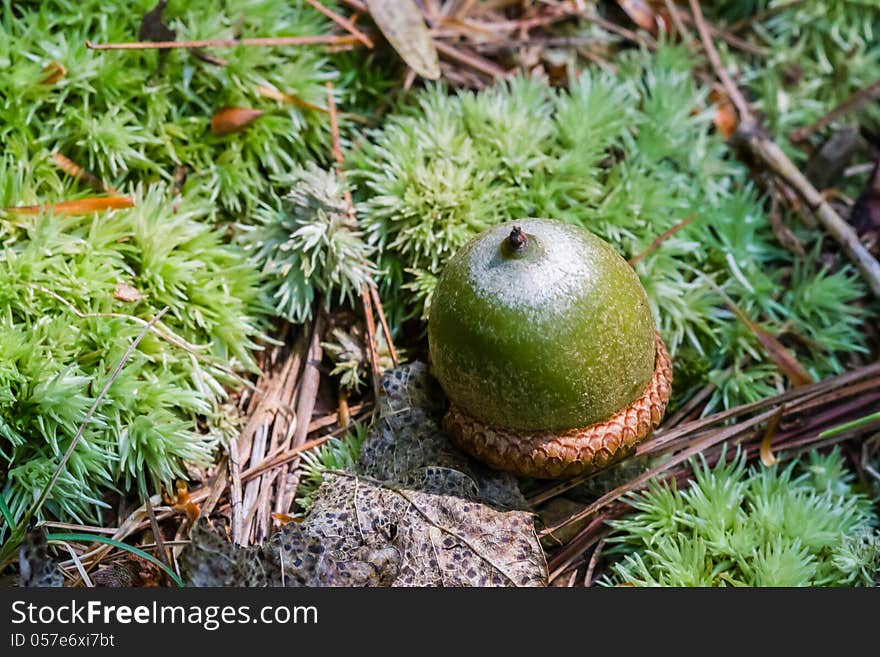 Green acorn on bed of leaves and greens in a forest in Virginia.