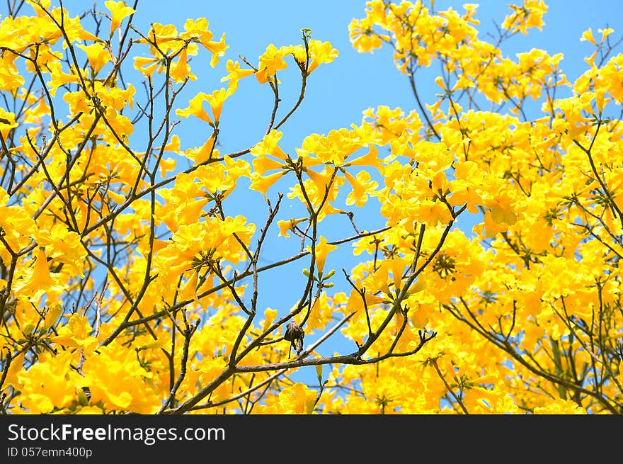 Yellow flowers bloom in spring