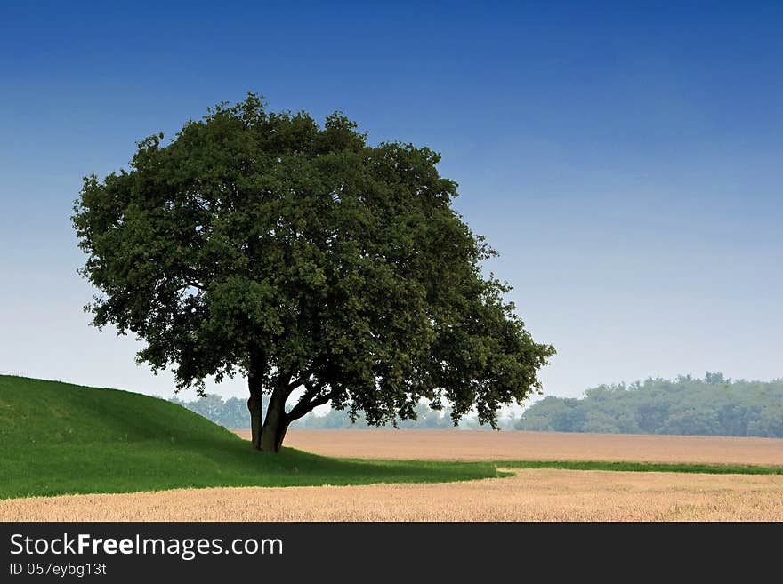 A single tree on the of the river Elbe near Magdeburg