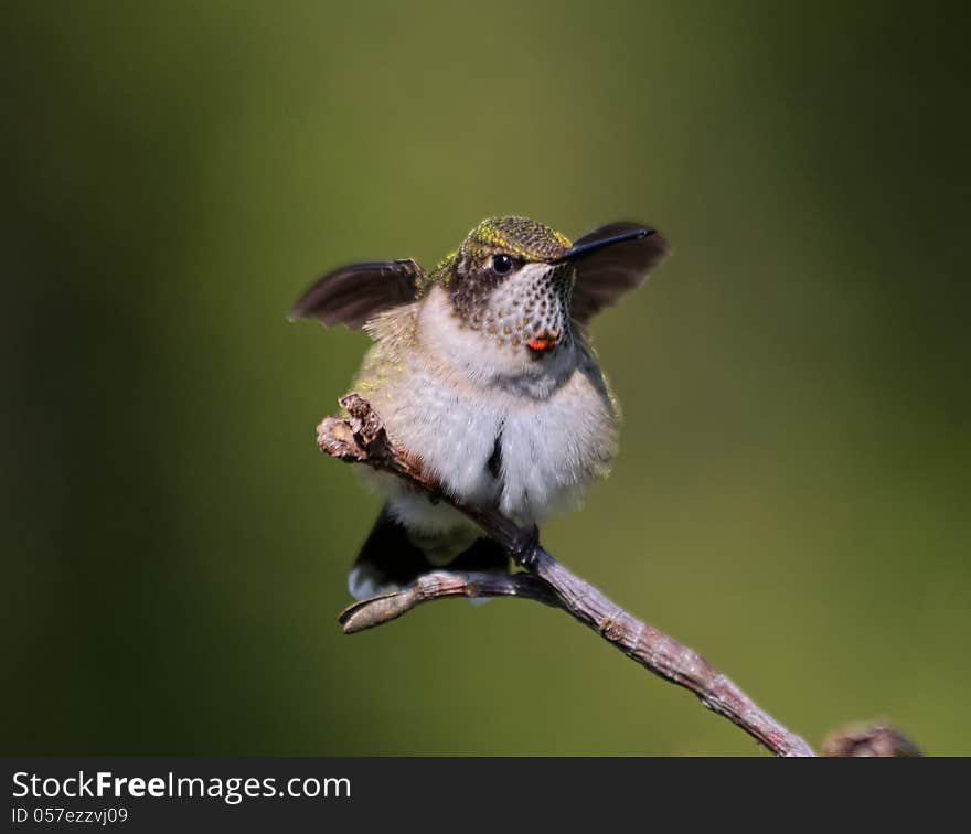 Beautiful hummingbird with eye looking at the lens, and wings spread standing on branch. Beautiful hummingbird with eye looking at the lens, and wings spread standing on branch.