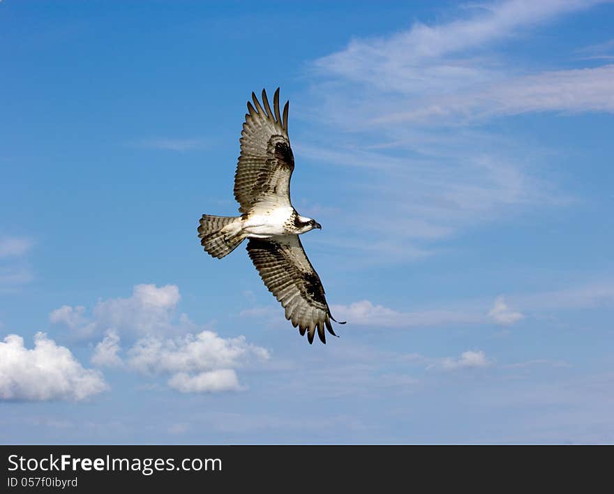 Osprey In Flight