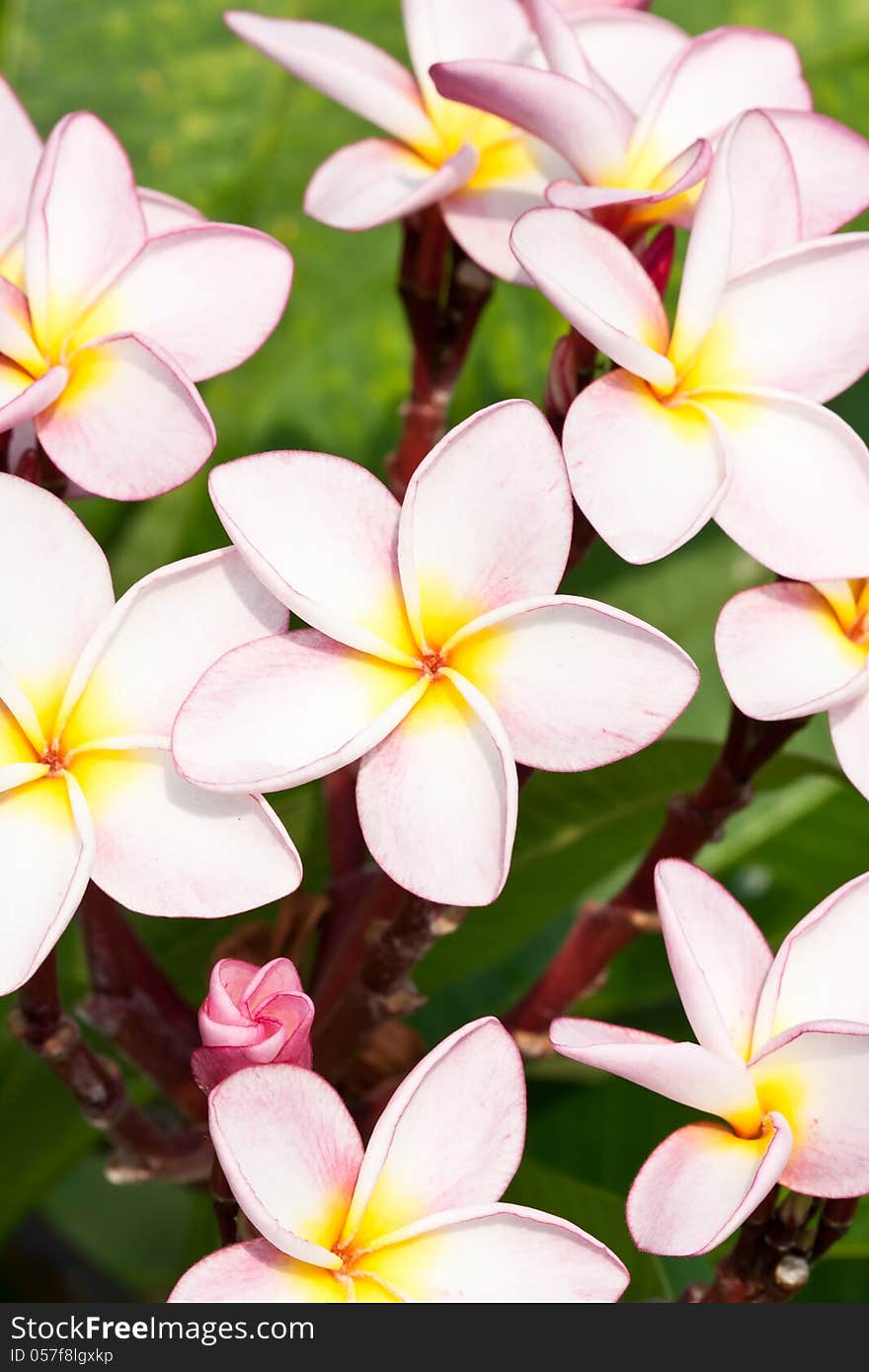 Pink Plumeria