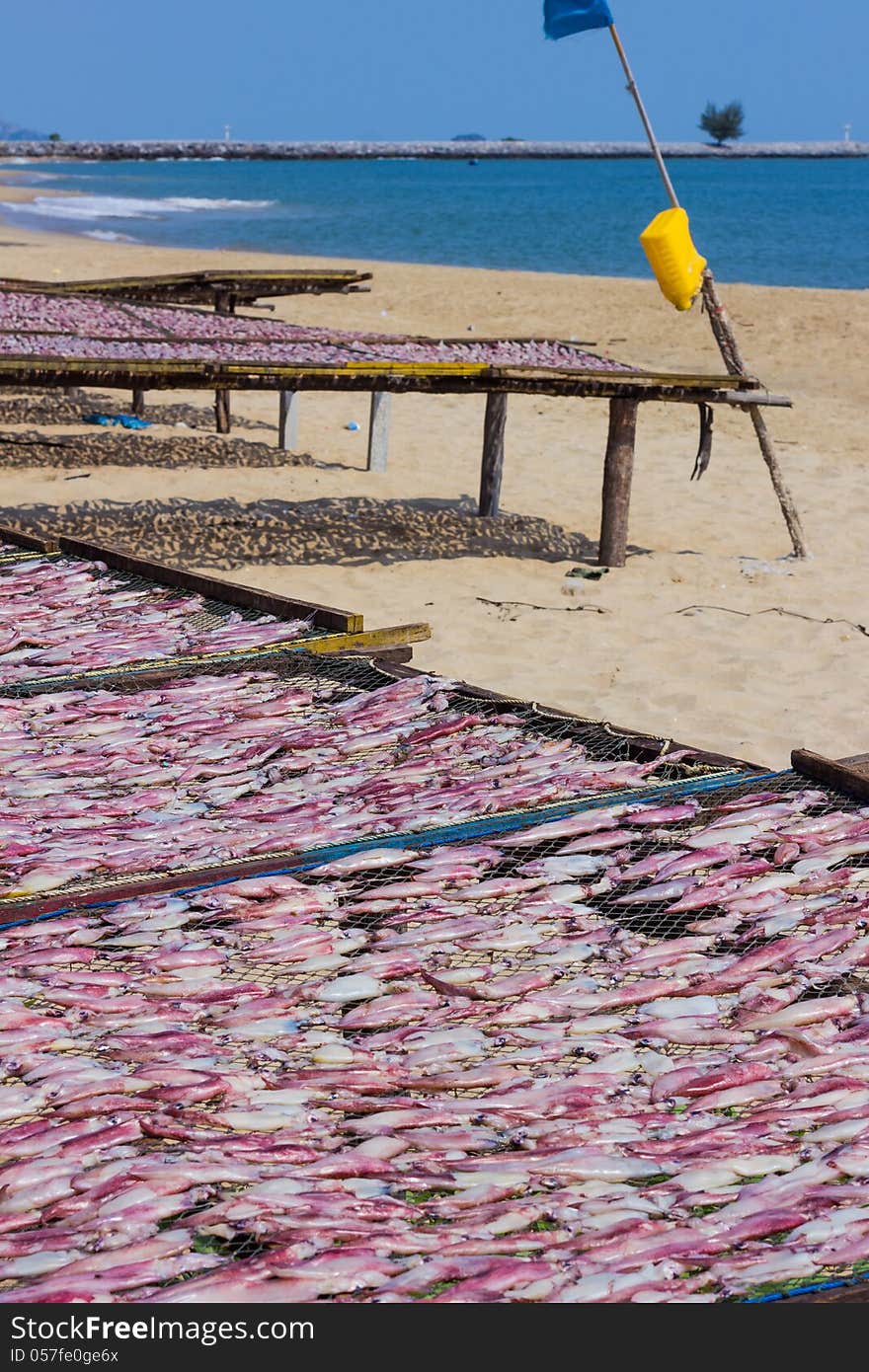 Dried squid at the fishing village Thailand