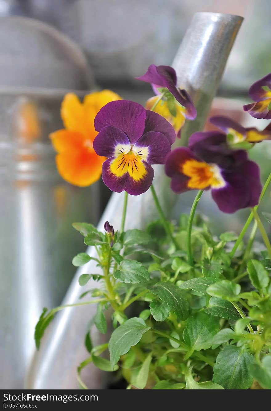 Colorful flowers  against metal