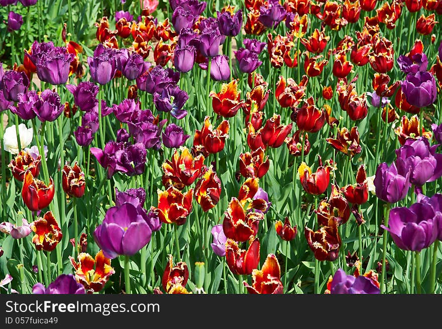 Many red and purple tulips in park