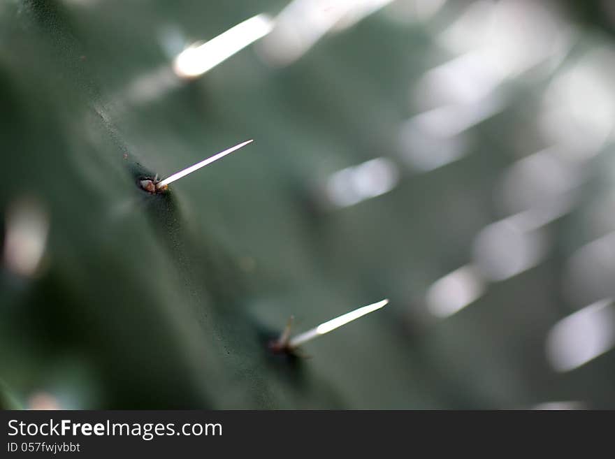 Close-up, abstract of a prickly pear leaf and spines.