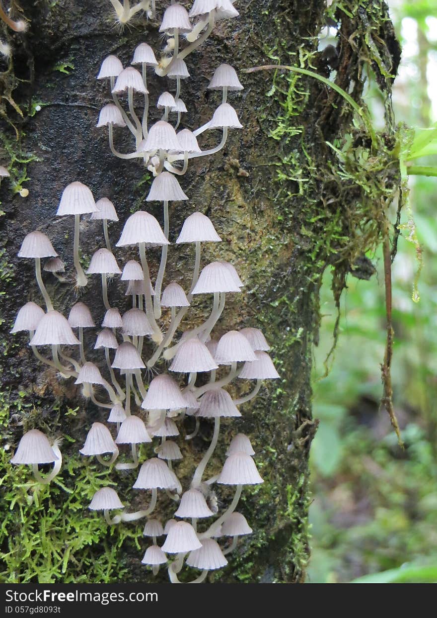 Umbrella-shaped tree mushrooms in Ecuadorian cloud forest. Umbrella-shaped tree mushrooms in Ecuadorian cloud forest