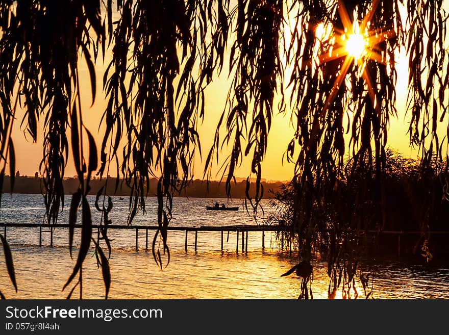 Waterside willow tree in sunset light