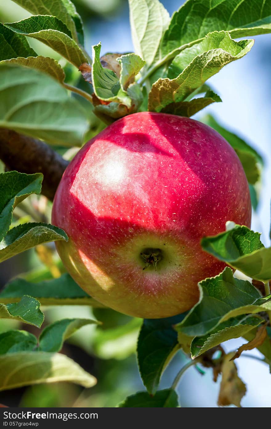 Beautiful red ripe apple on the tree