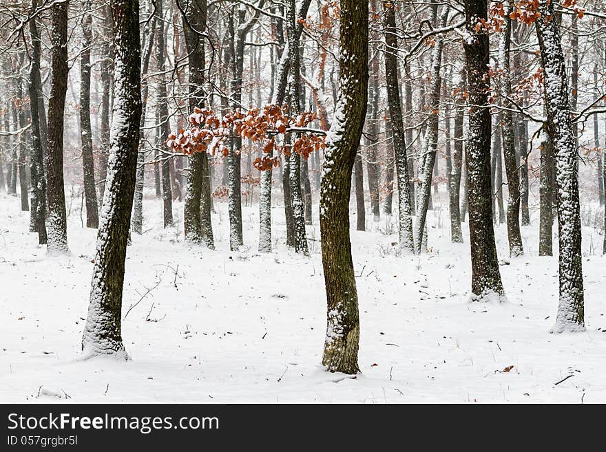 Winter in the oak forest. Winter in the oak forest