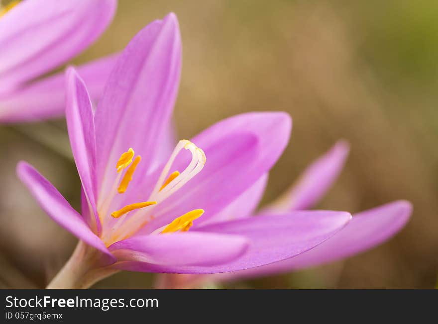 Wild flowers