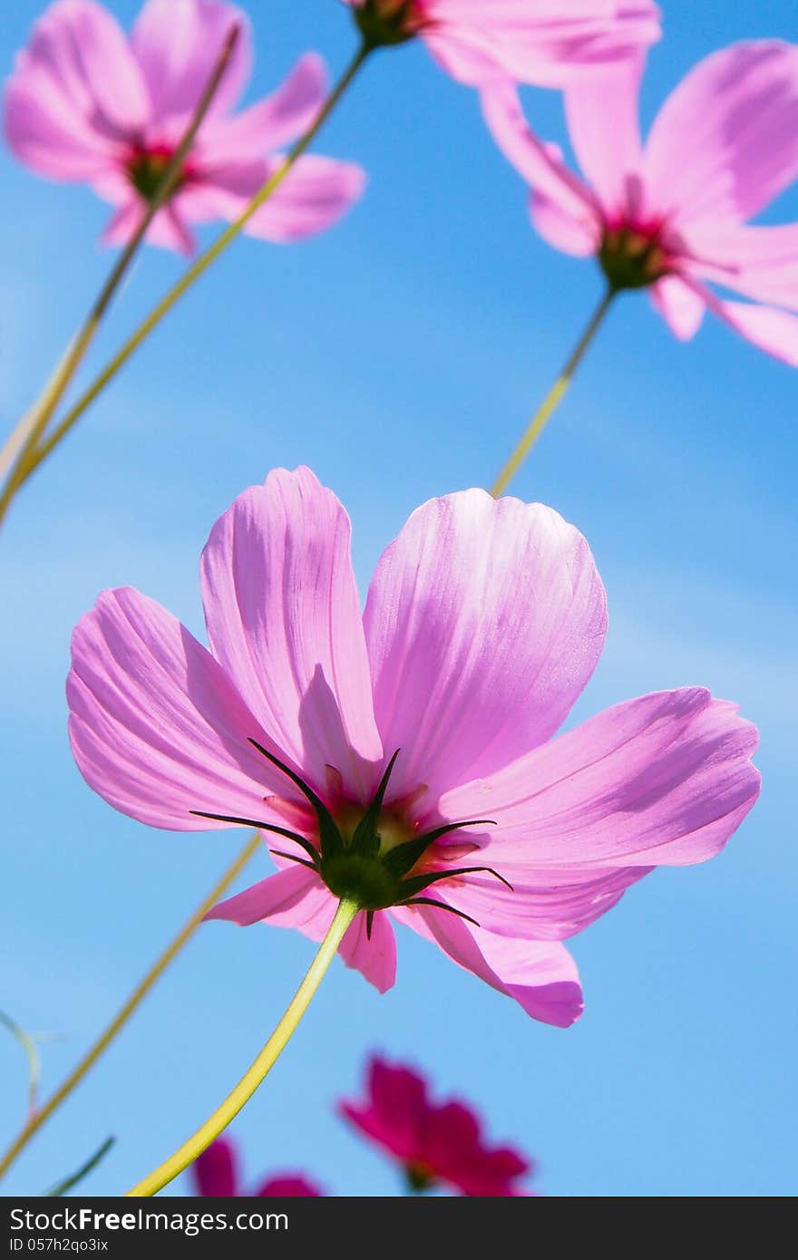 Pink flower and blue sky