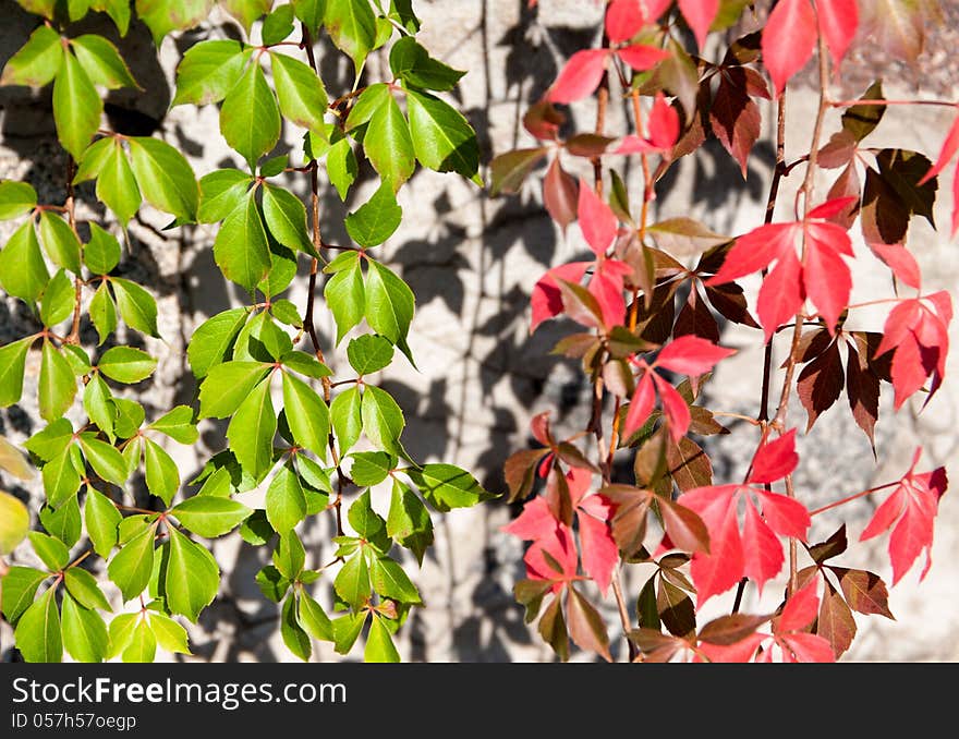 Background of red and green leaves of wild grapes on the background of the wall