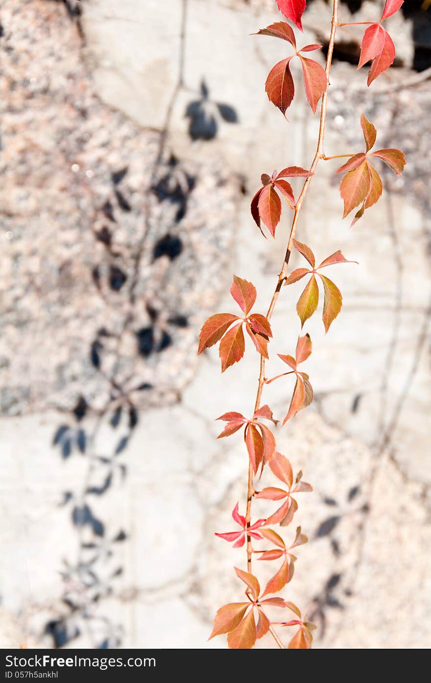 Branch of wild grapes on the background of the wall with a shadow