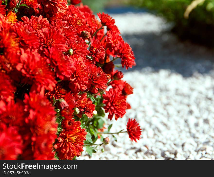 Red gerberas bouquet in the background track with gravel. Red gerberas bouquet in the background track with gravel