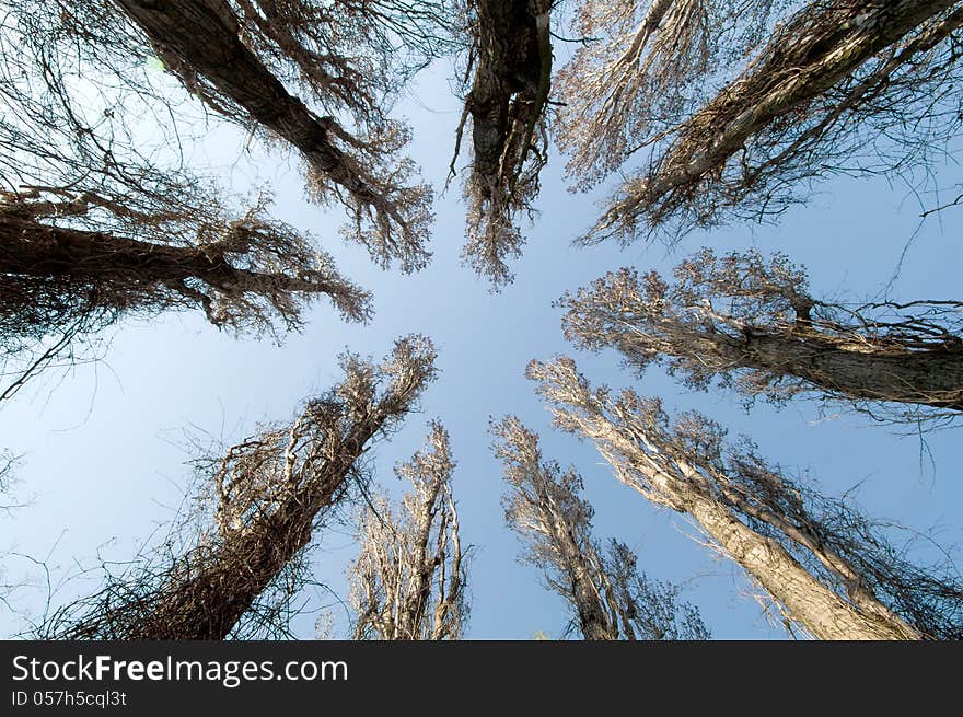 Circle from the top of trees poplar spring in the sky from the bottom view