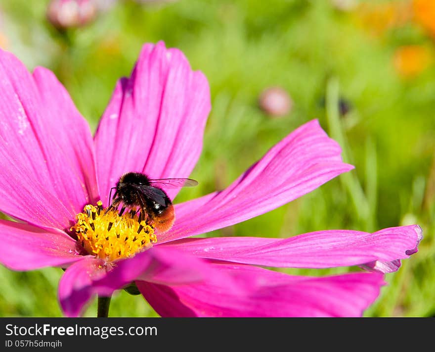 Bee pollinating the flower