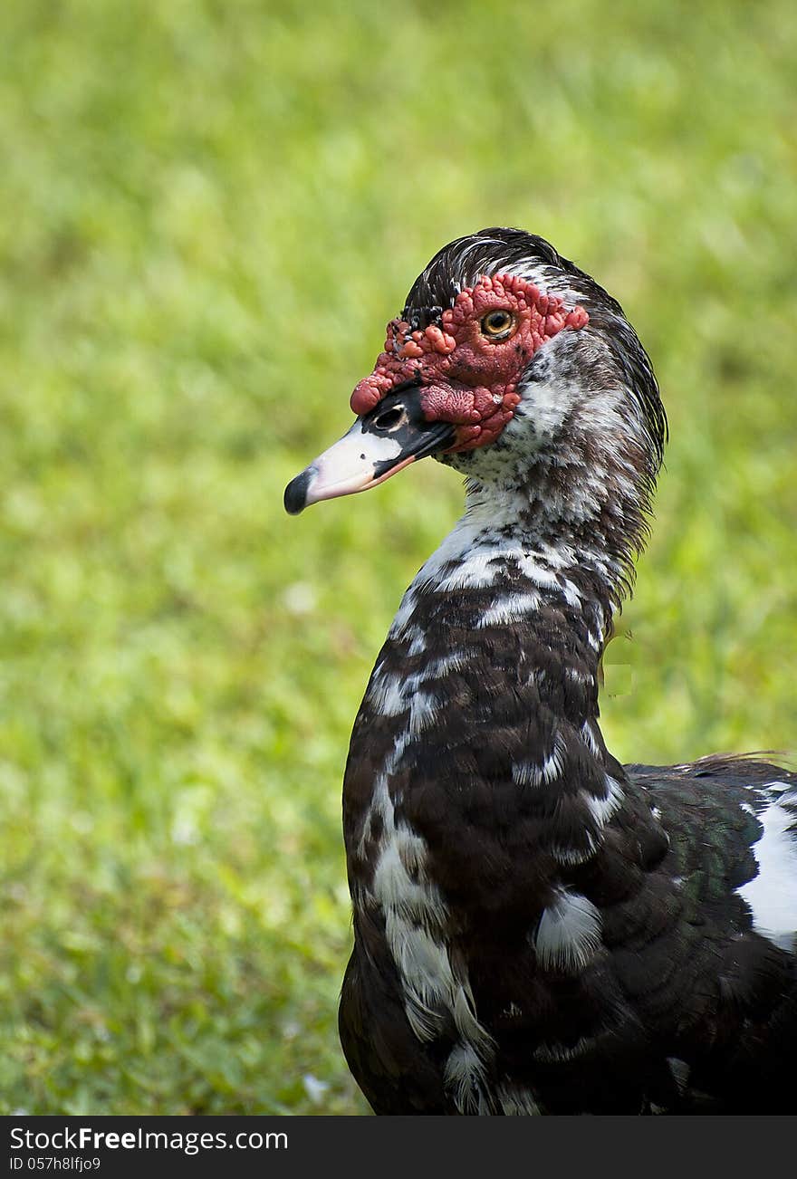 Mottled Muscovy duck with red caruncles against green grass background