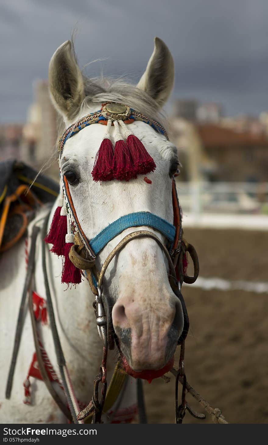 A traditional Anatolian jereed horse