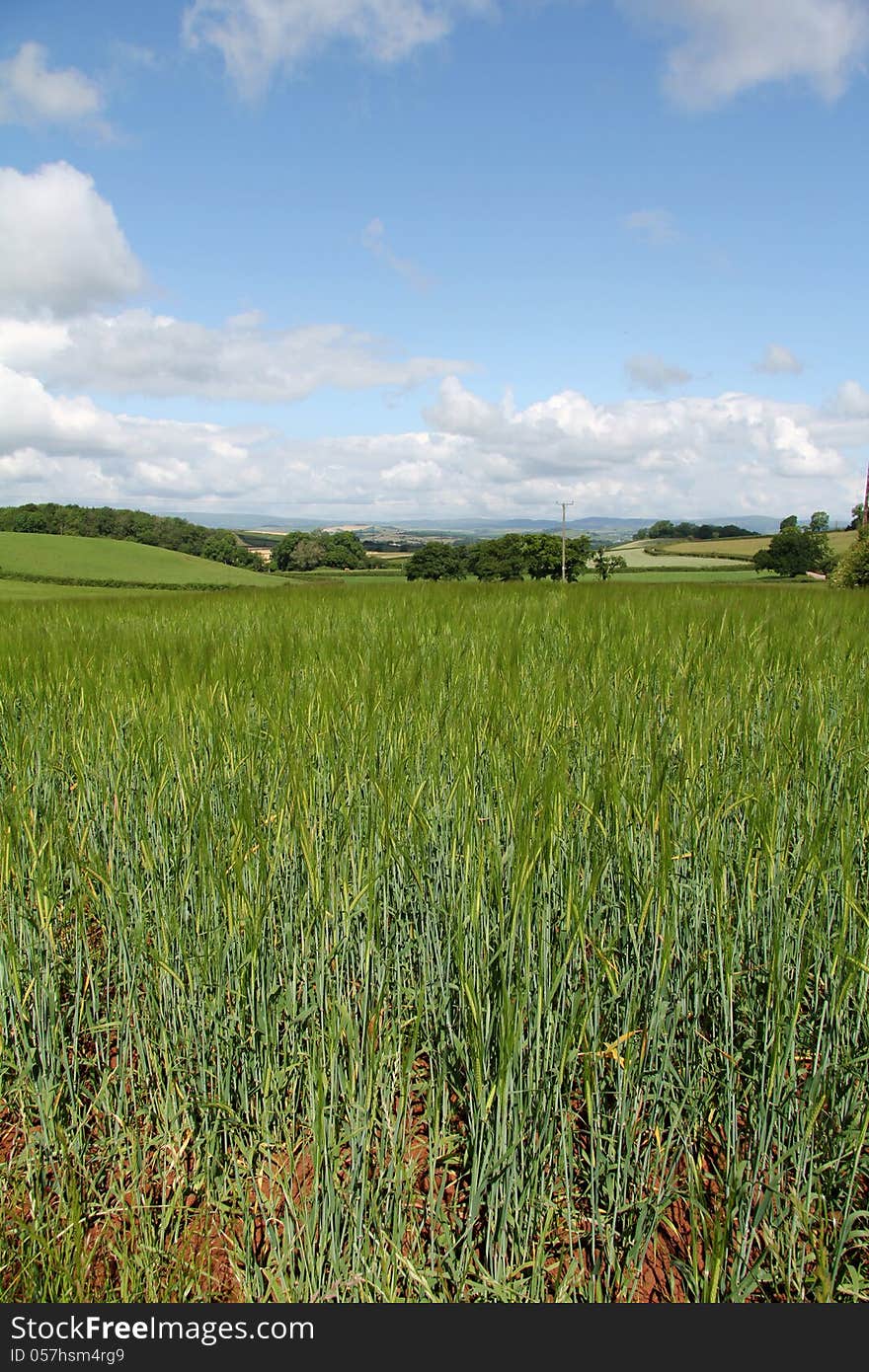 A view of the countryside in Devon, England, UK. Taken on the walk from Paignton to Greenway, near Dartmouth. A view of the countryside in Devon, England, UK. Taken on the walk from Paignton to Greenway, near Dartmouth.