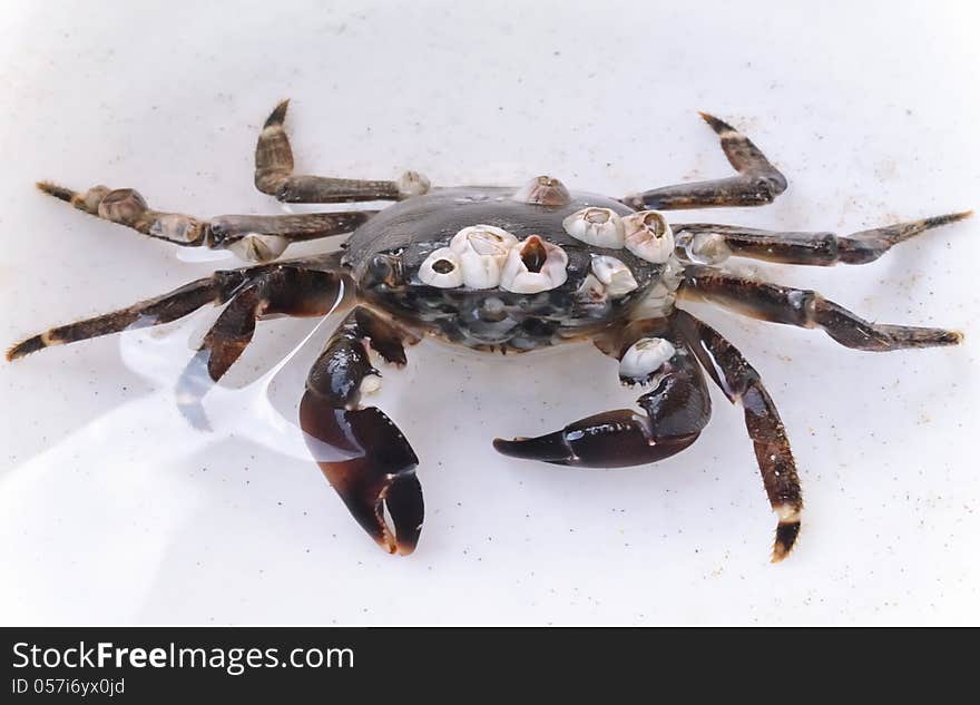 Sea crab with attached seashells sitting on the white background