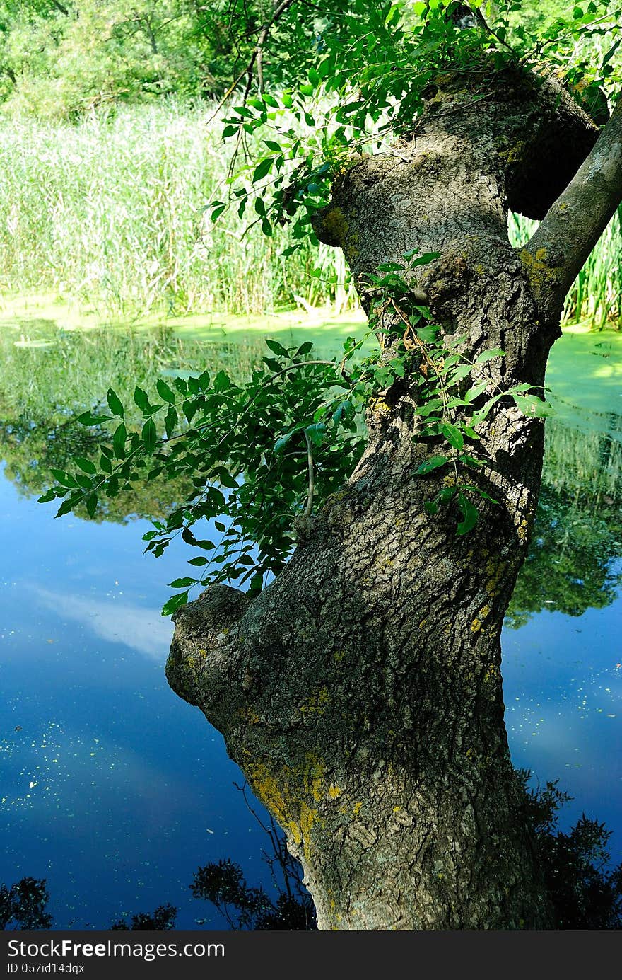 Big tree bending over a small forest river on a warm summer day. Big tree bending over a small forest river on a warm summer day