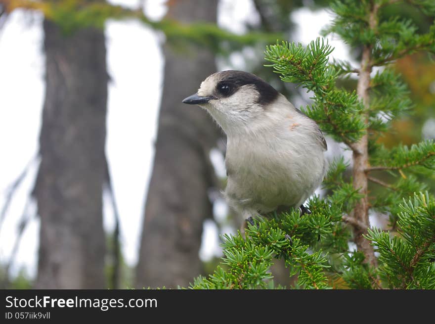 The Gray Jay